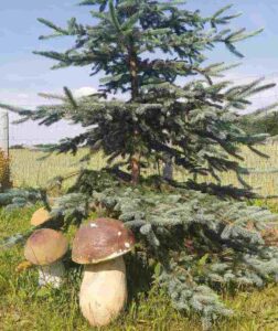 Borowiki w naszym ogrodzie