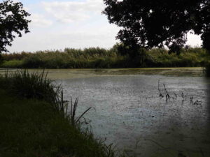 Starorzecze Wieprza za pałacem