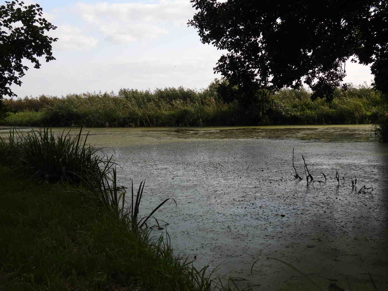 Starorzecze Wieprza za pałacem